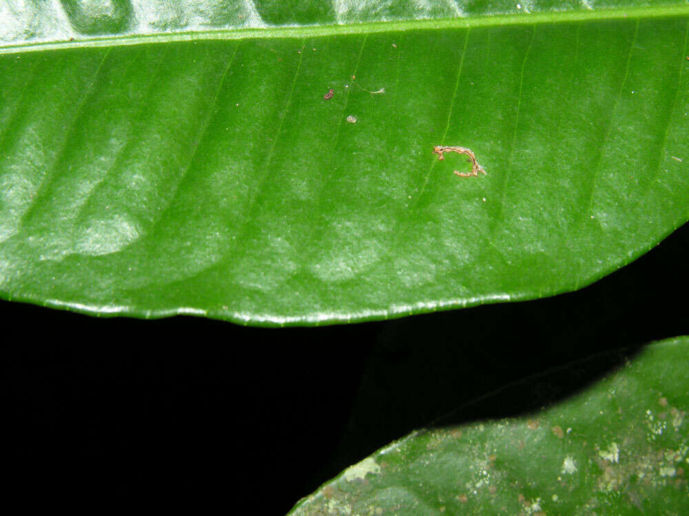 Plancia ëd Ardisia compressa Kunth