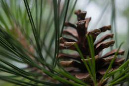 Pinus virginiana Mill. resmi