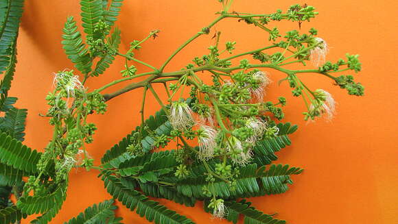 Image of Albizia polycephala (Benth.) Killip