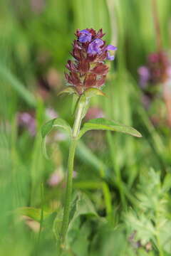 Image of common selfheal