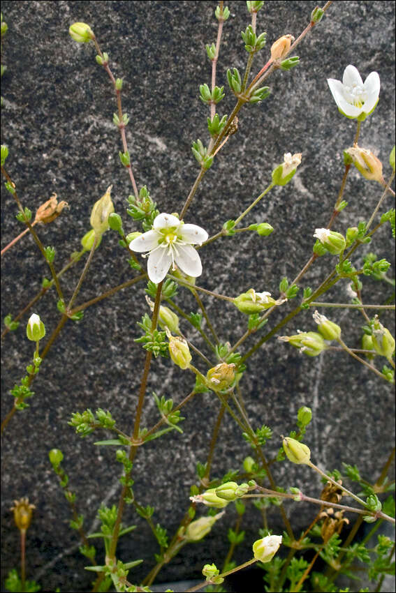 Image of knotted pearlwort