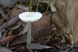 Image of Bonnet Mushroom