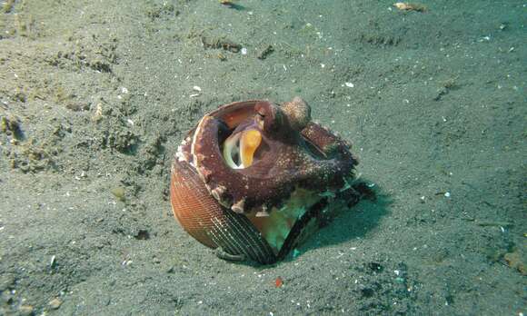 Image of Coconut shell octopus