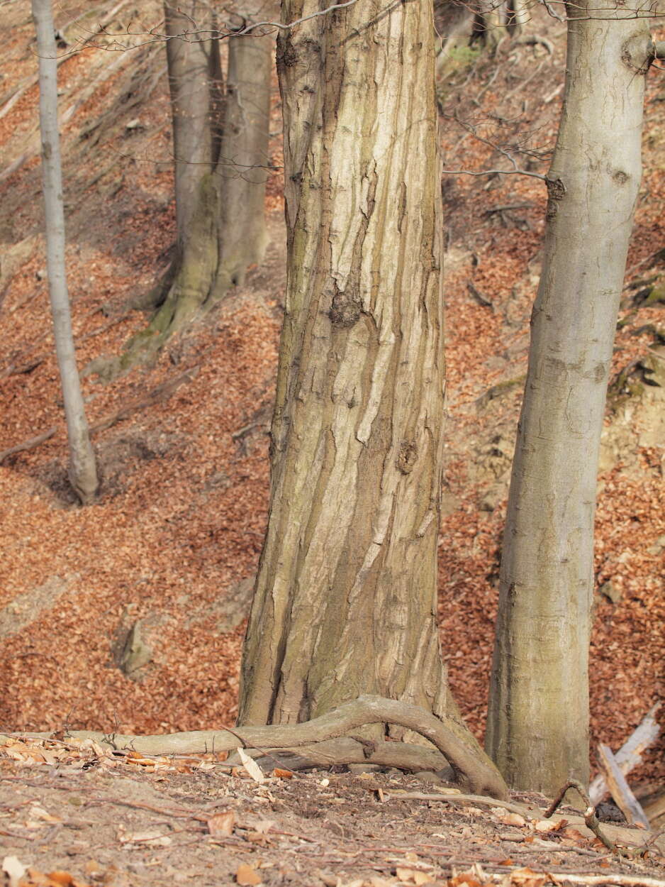 Image of European beech