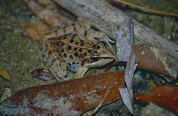 Image de Ptychadenidae Dubois 1987