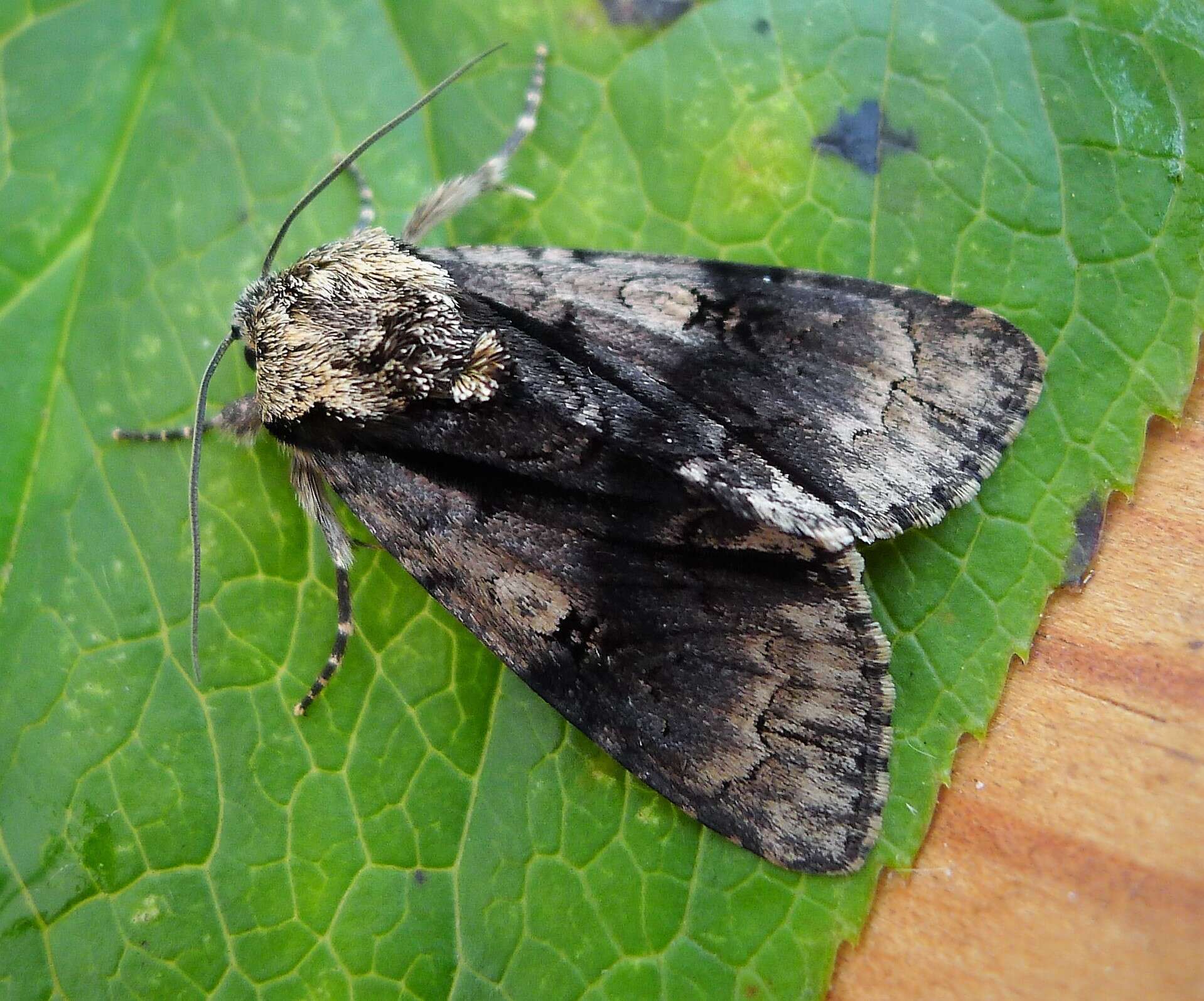 Acronicta alni Linnaeus 1767 resmi