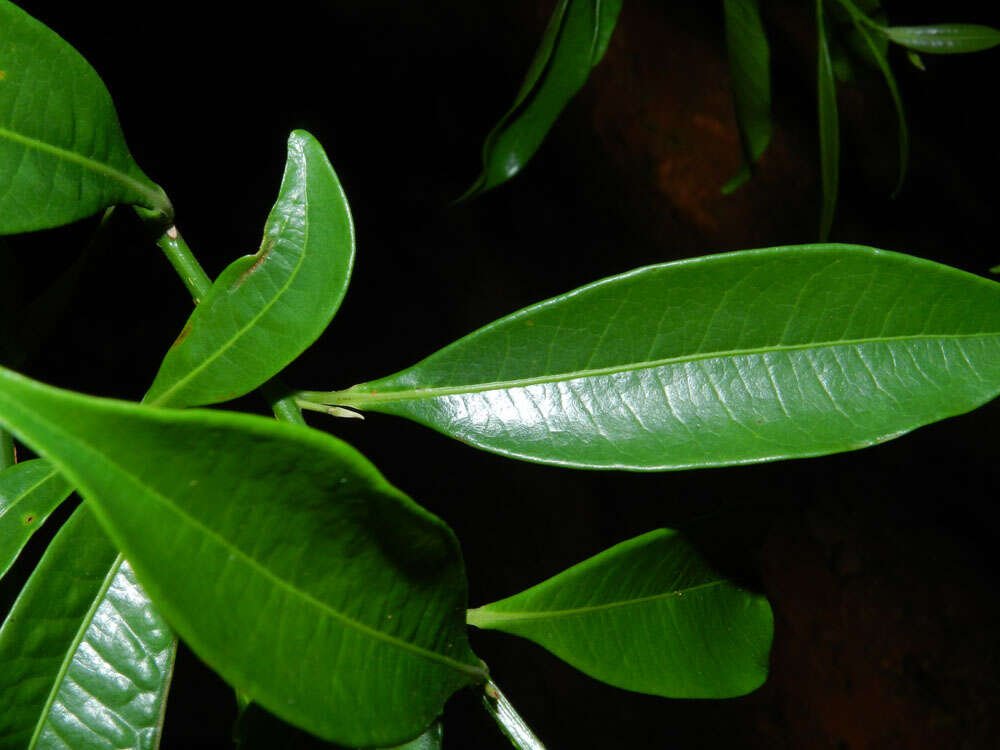 Image of Ocotea multiflora H. van der Werff