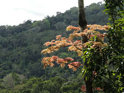 Image of ceiba