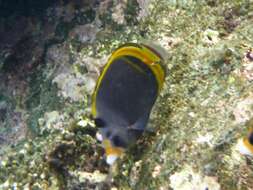 Image of Black Butterflyfish