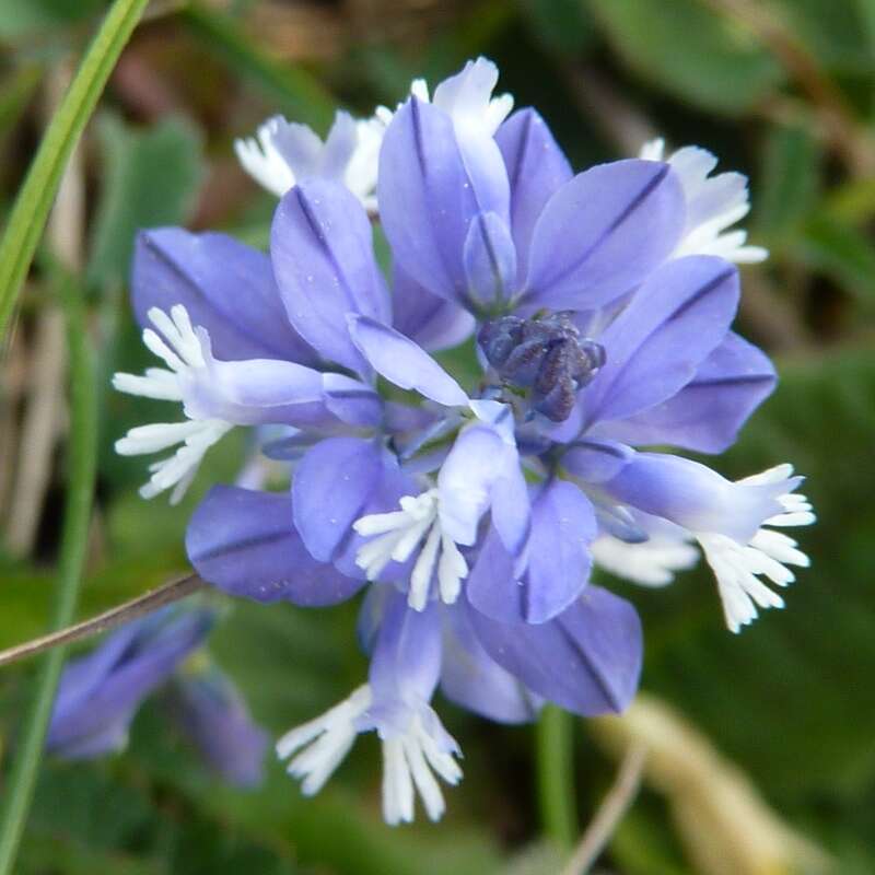 Image of Milkwort