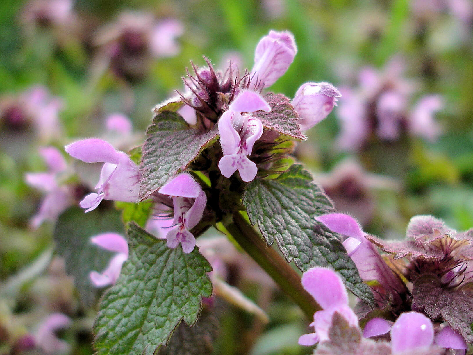 Image of purple archangel