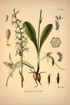 Image of lesser butterfly-orchid