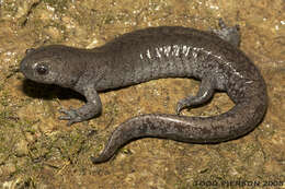 Image of mole salamanders