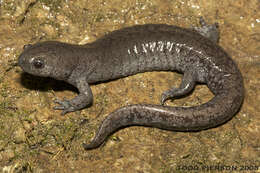 Ambystoma barbouri Kraus & Petranka 1989 resmi