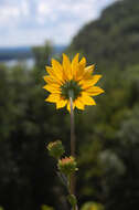 Image of fewleaf sunflower