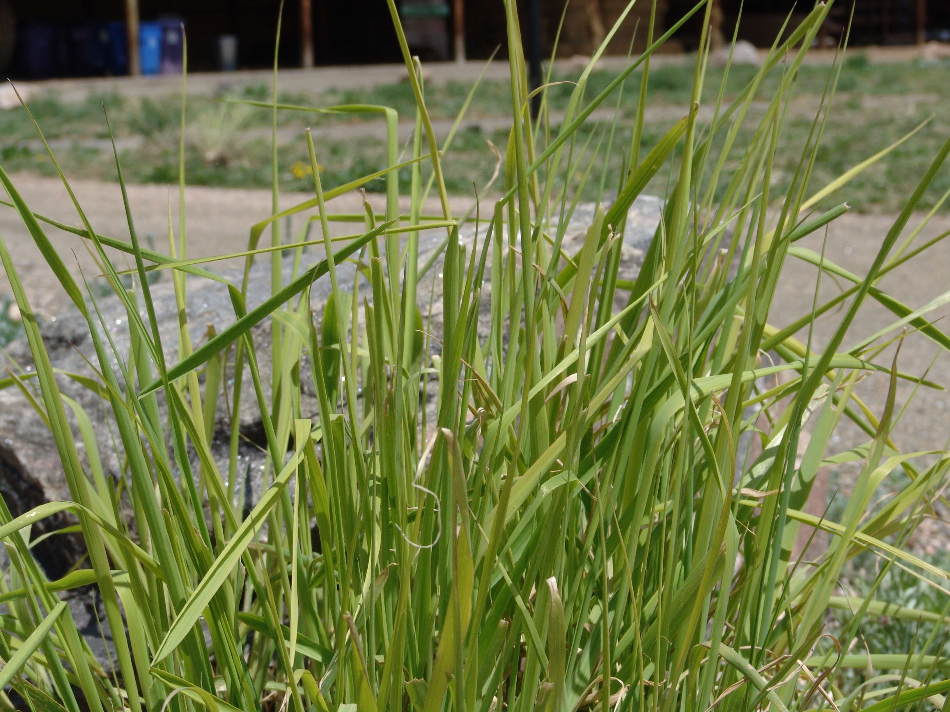 Слика од Liatris punctata Hook.