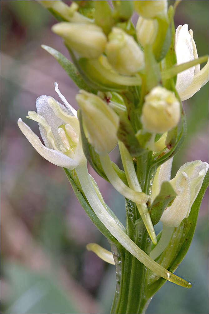 Image of lesser butterfly-orchid