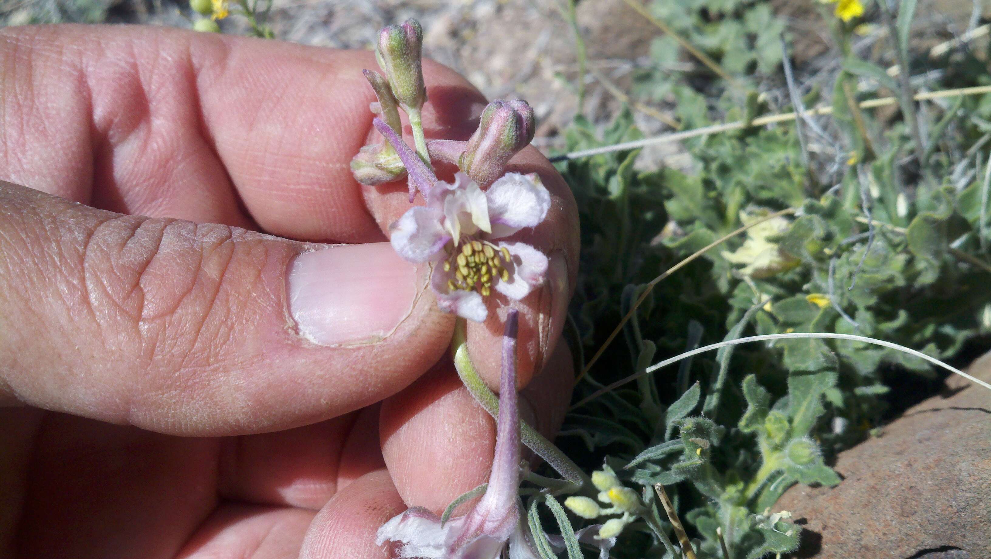 Image of Organ Mountain larkspur