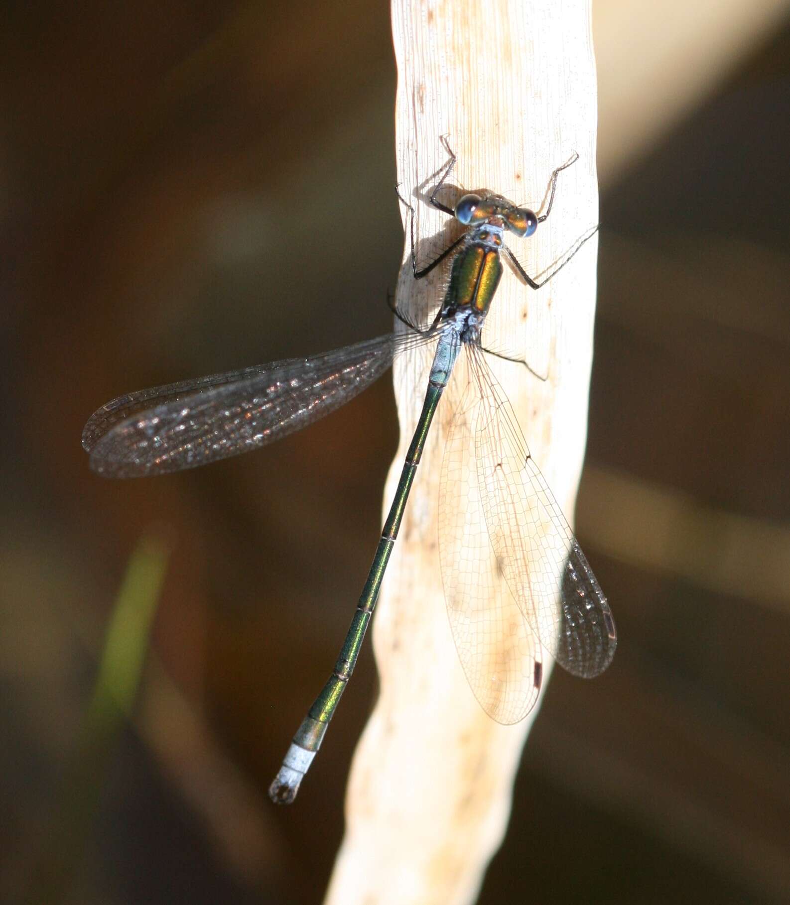 Image of Lestes Leach ex Brewster 1815