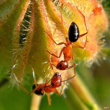 Image of Florida Carpenter Ant