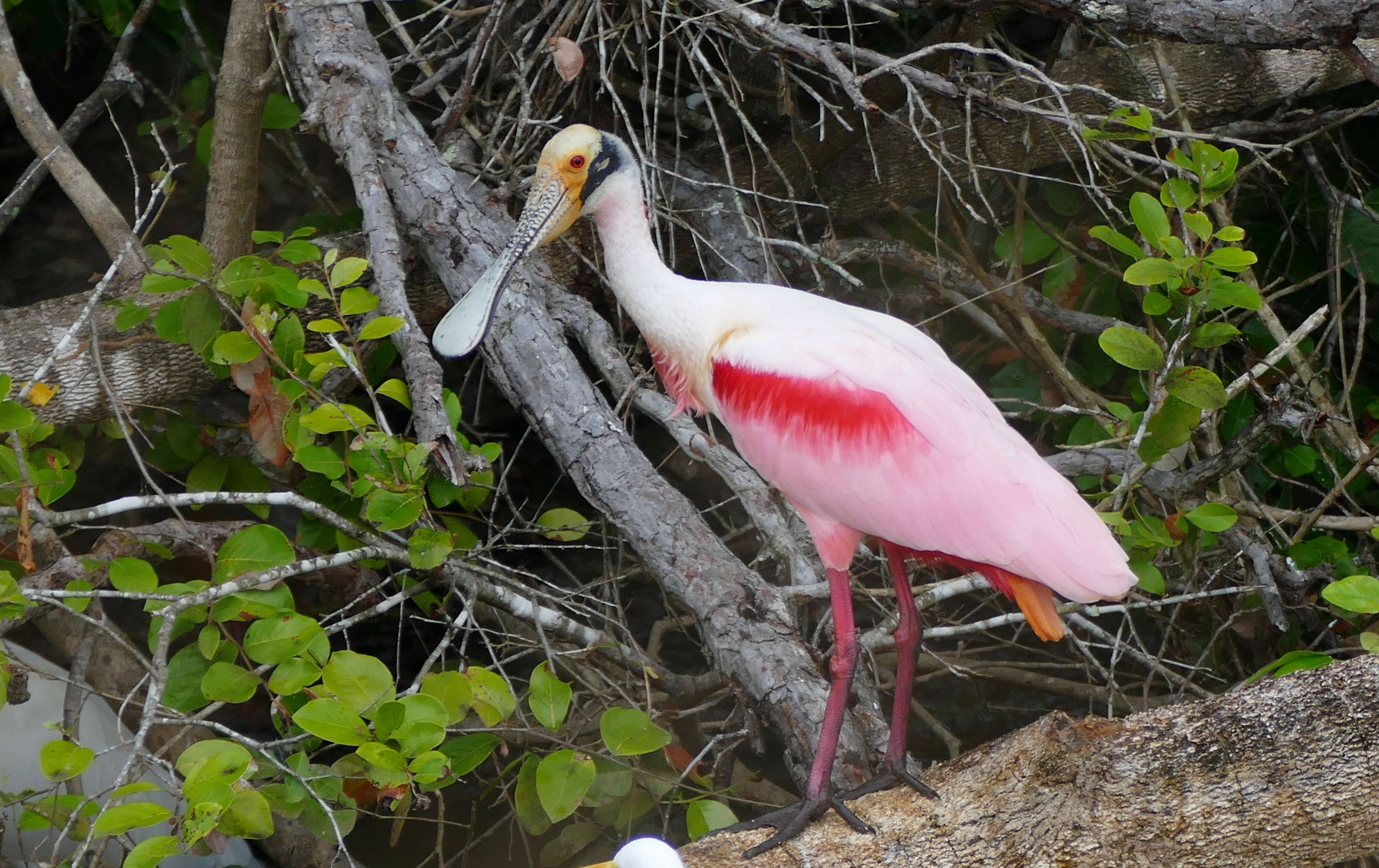 Image of Roseate Spoonbill