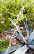 Image of Siler's tuberose