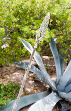 Agave sileri (Verh.-Will.) Thiede & Eggli resmi