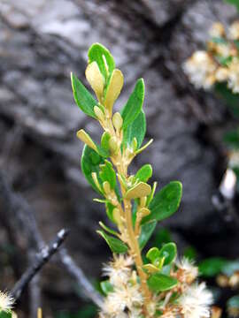 Image of Olearia tasmanica W. M. Curt.