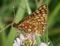 Image of Euphydryas aurinia