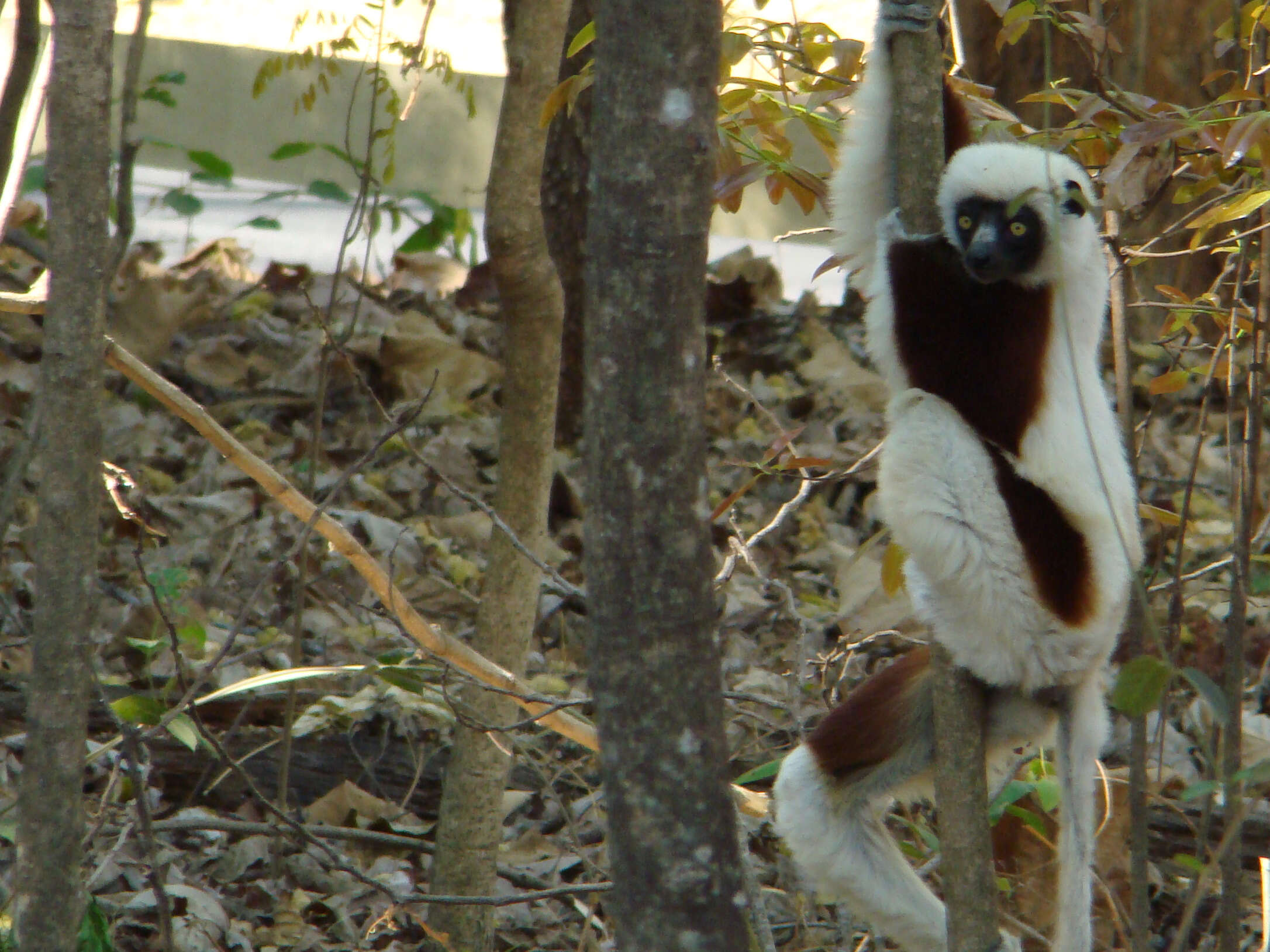 Image of Coquerel's Sifaka