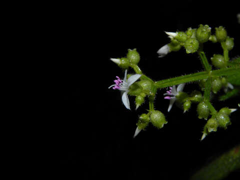 Image of Aciotis rubricaulis (C. Martius ex DC.) Triana