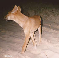 Imagem de Canis lupus dingo Meyer 1793