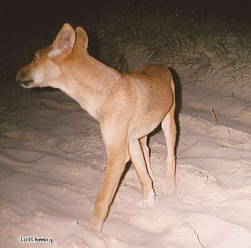 Image of gray wolf