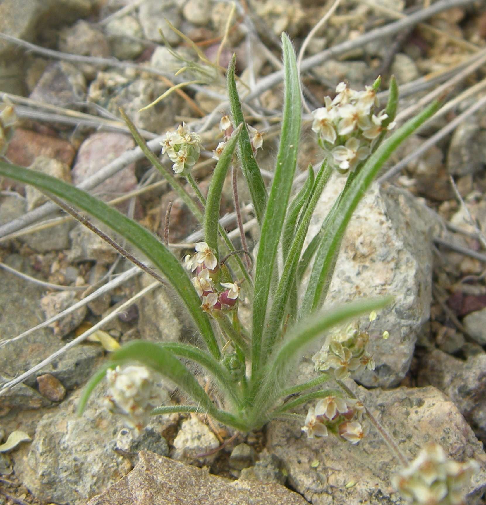 Image of blond plantain