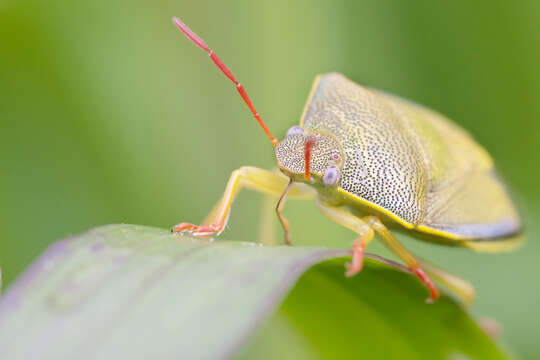 Imagem de Piezodorus lituratus (Fabricius 1794)