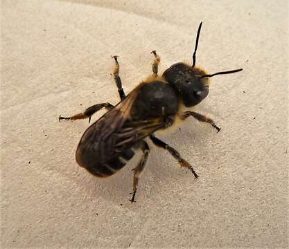 Image of Mason Bees