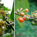 Image de Witheringia solanaceae