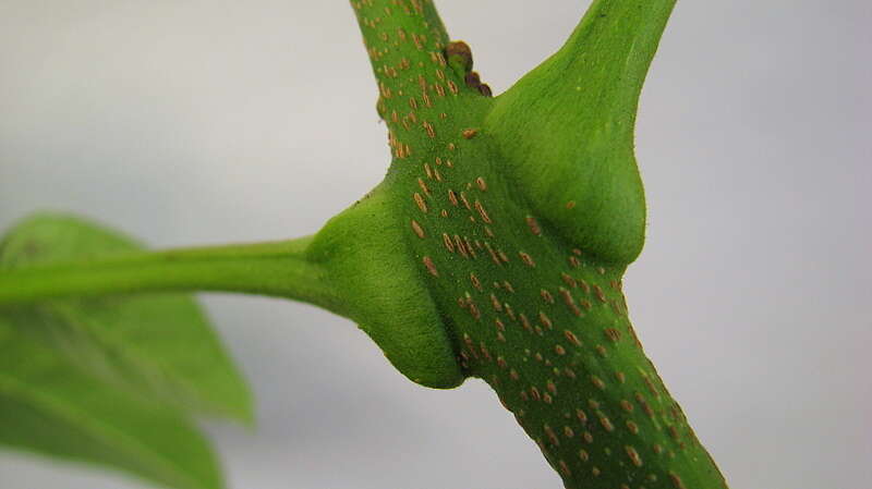 Imagem de Jacaranda jasminoides (Thunb.) Sandwith