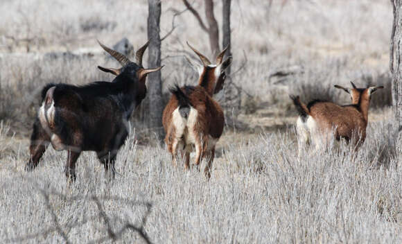 Image of goats