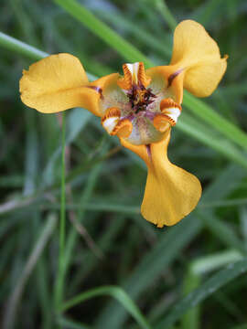 Image of Cypella herbertii (Lindl.) Herb.