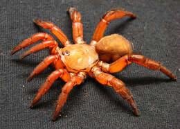 Image of armored trapdoor spiders