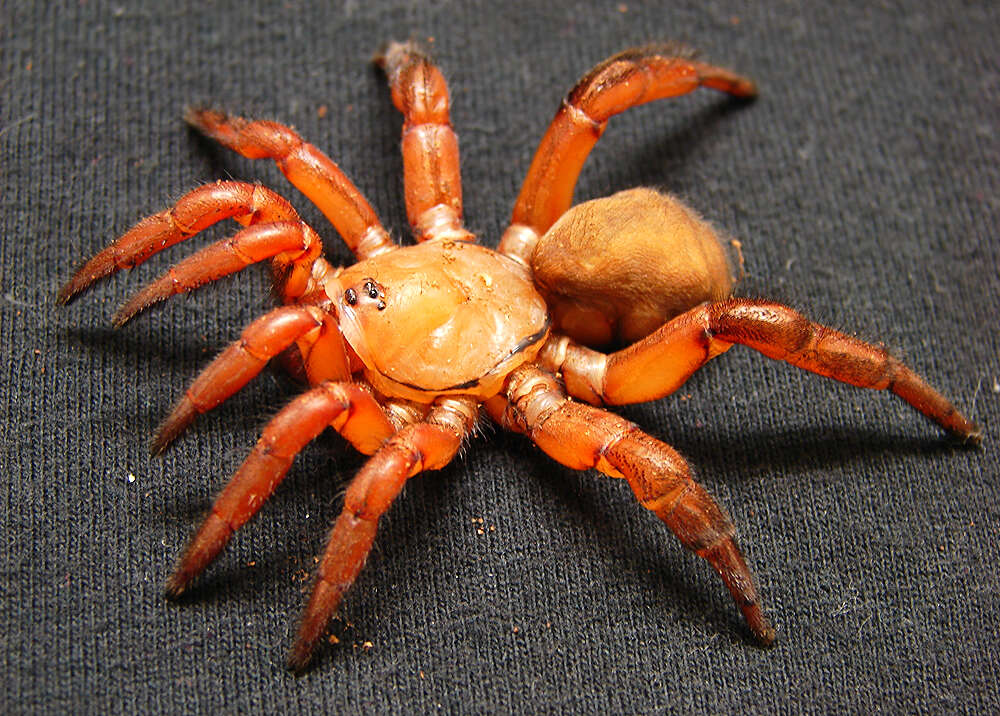 Image of armored trapdoor spiders