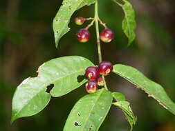 Image of Siparuna guianensis Aubl.