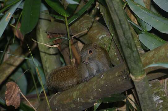 Image de Callosciurus Gray 1867