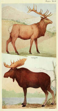 Image of Cervus Linnaeus 1758