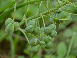 Image of Bushveld chink