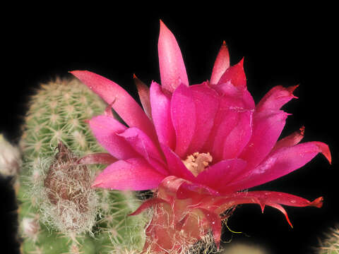 Echinopsis chamaecereus H. Friedrich & Glaetzle resmi