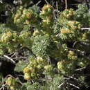 Sivun Artemisia spinescens Eaton kuva