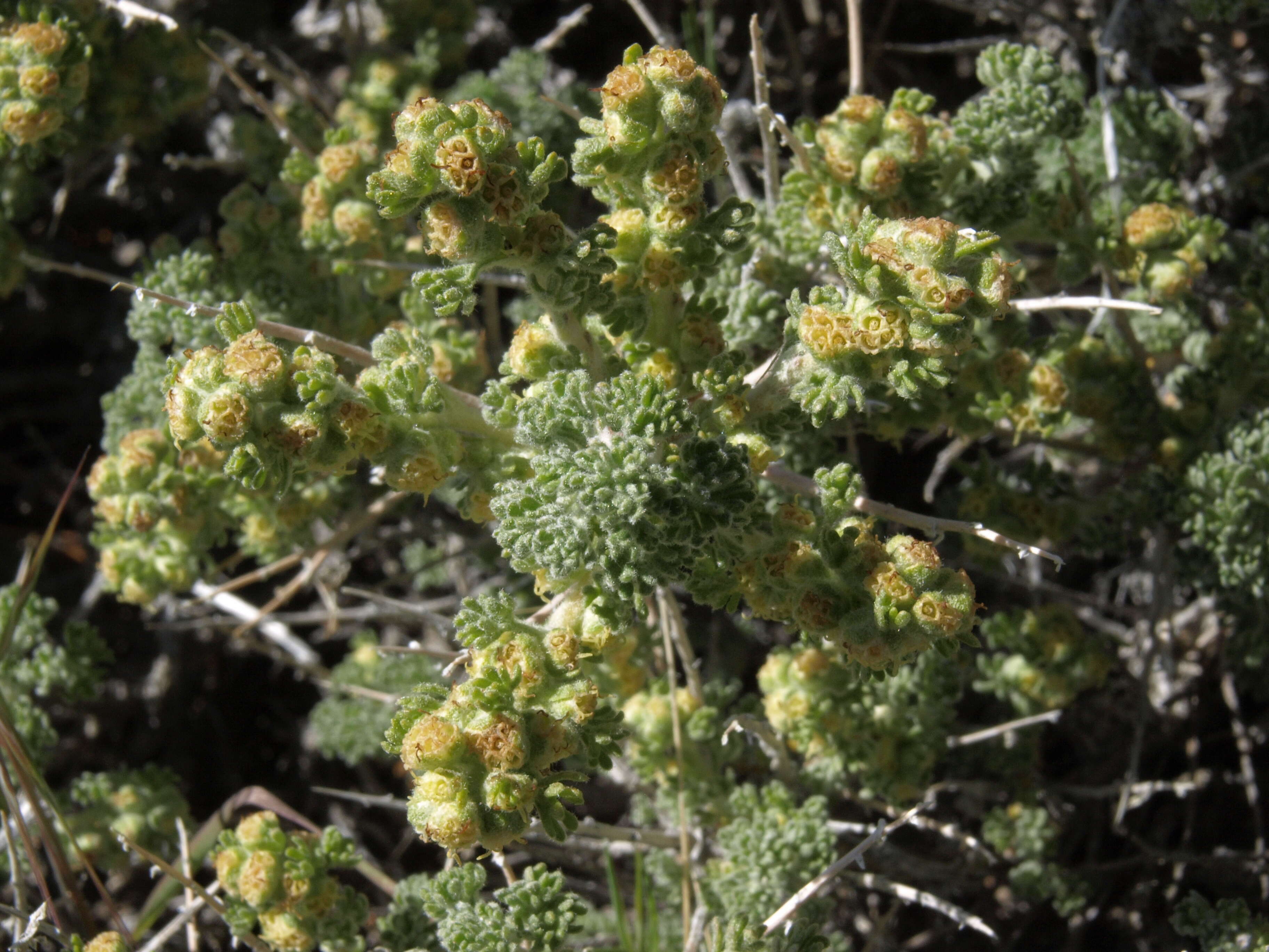 Слика од Artemisia spinescens Eaton