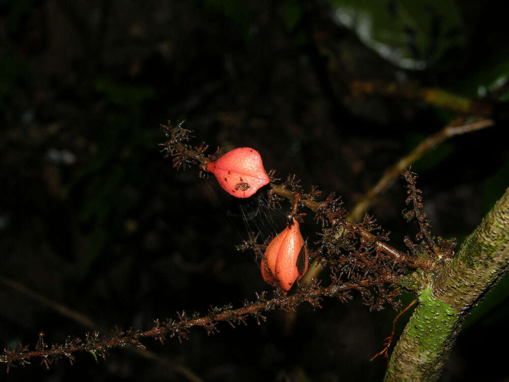 Слика од Paullinia dasystachya L. Radlk.